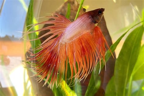 Red Betta Fish: Care Guide, Pictures, Varieties, Lifespan & .